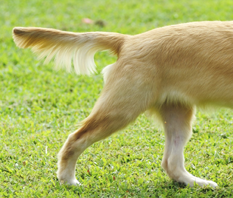Why Do Pets Have Tails?